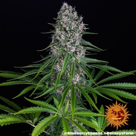 Blue Cheese | Feminized | Barney's Farm Seeds