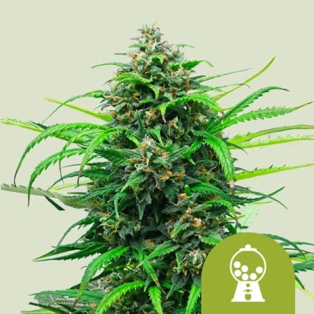 Pink Runtz | Autoflowering | Royal Queen Seeds