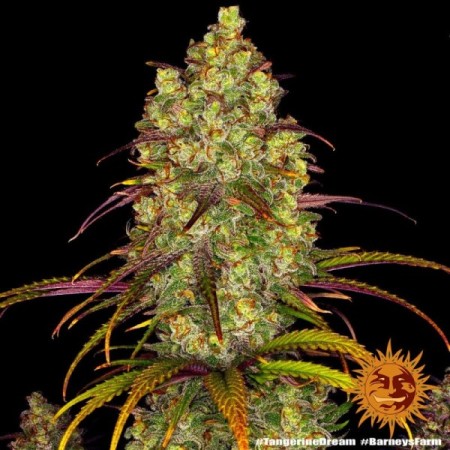 Tangerine Dream | Feminized | Barney's Farm Seeds