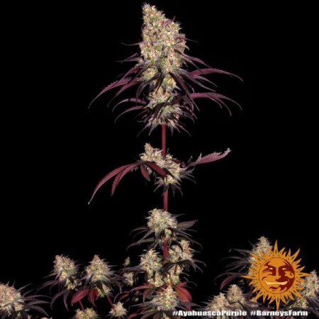Ayahuasca Purple | Feminized | Barney's Farm Seeds