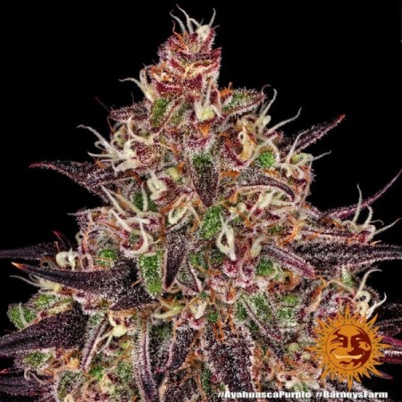 Ayahuasca Purple | Feminized | Barney's Farm Seeds