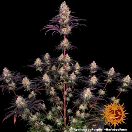 Ayahuasca Purple | Feminized | Barney's Farm Seeds