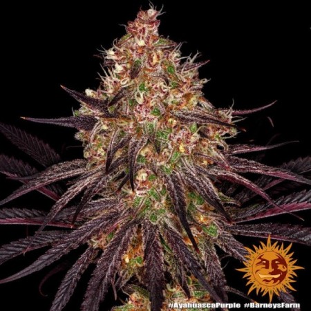 Ayahuasca Purple | Feminized | Barney's Farm Seeds