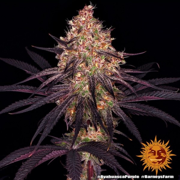 Ayahuasca Purple | Barney's Farm Seeds | Feminized