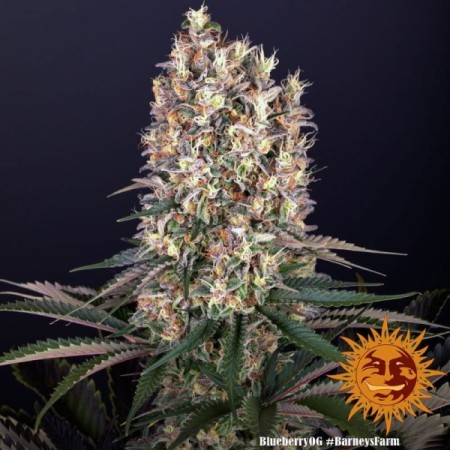 Blueberry OG | Feminized | Barney's Farm Seeds