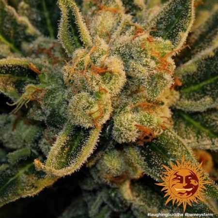 Laughing Buddha | Feminized | Barney's Farm Seeds