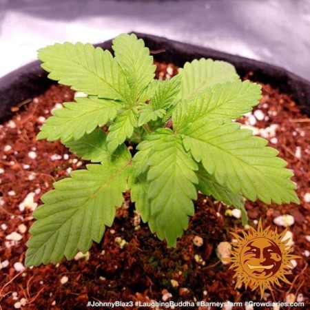 Laughing Buddha | Feminized | Barney's Farm Seeds