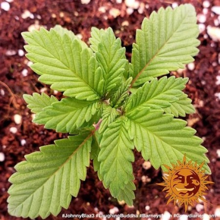 Laughing Buddha | Feminized | Barney's Farm Seeds