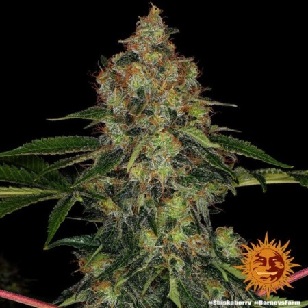 Shiskaberry | Feminized | Barney's Farm Seeds
