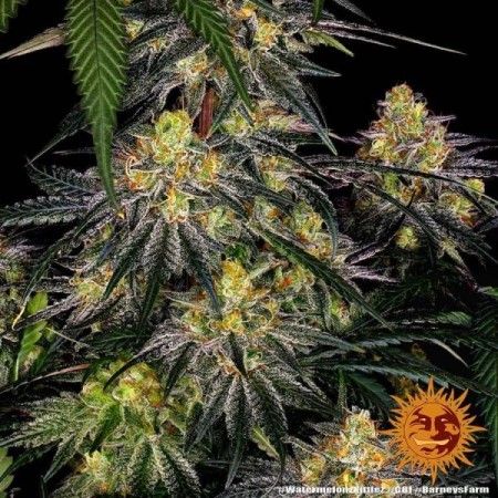 Watermelon Zkittlez | Feminized | Barney's Farm Seeds