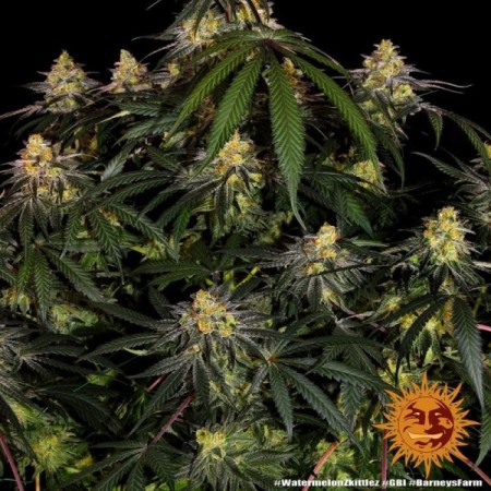 Watermelon Zkittlez | Feminized | Barney's Farm Seeds