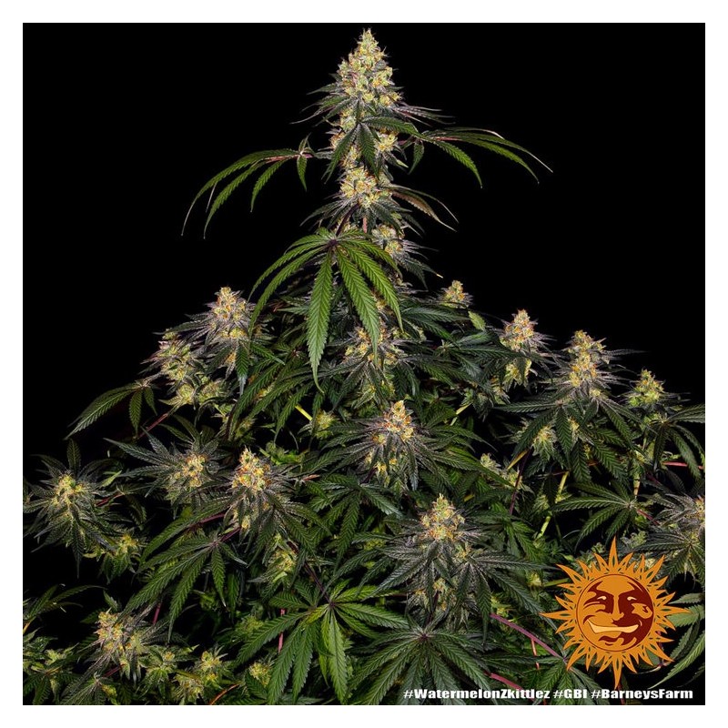 Watermelon Zkittlez | Feminized | Barney's Farm Seeds