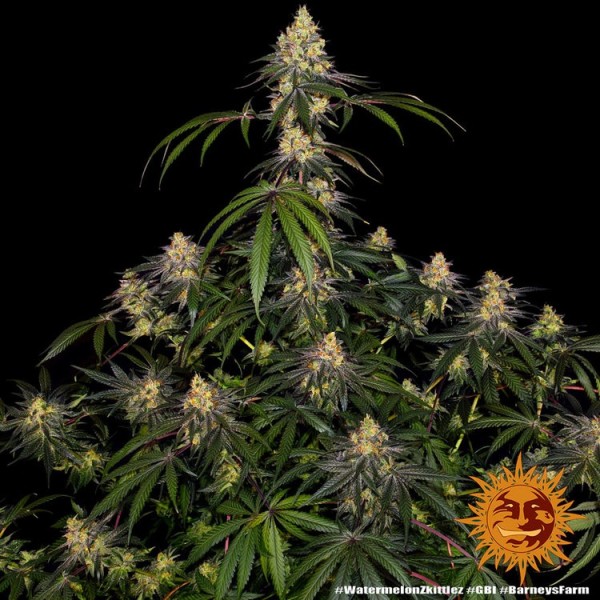 Watermelon Zkittlez | Barney's Farm Seeds | Feminized