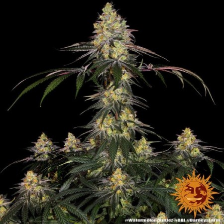 Watermelon Zkittlez | Feminized | Barney's Farm Seeds