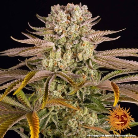 Pineapple Express | Feminized | Barney's Farm Seeds