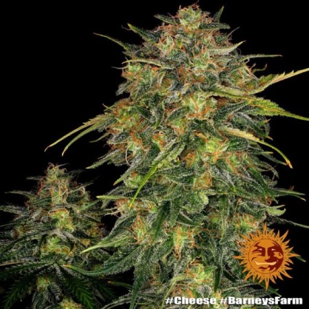 Cheese | Feminized | Barney's Farm Seeds