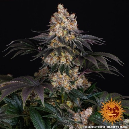 Gelato | Feminized | Barney's Farm Seeds