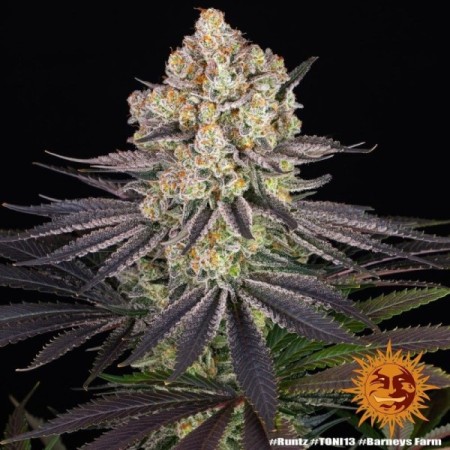 Runtz | Feminized | Barney's Farm Seeds