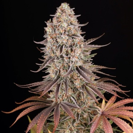 Sour Strawberry | Feminized | Barney's Farm Seeds