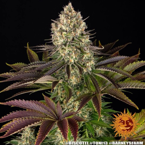 Biscotti | Barney's Farm Seeds | Feminized