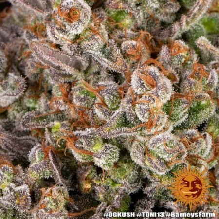 OG Kush | Feminized | Barney's Farm Seeds