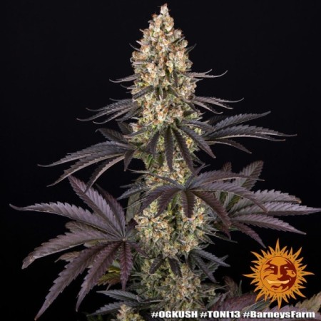 OG Kush | Feminized | Barney's Farm Seeds