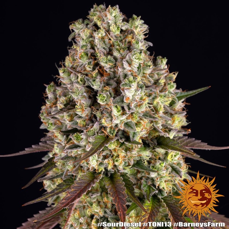 Sour Diesel | Feminized | Barney's Farm Seeds