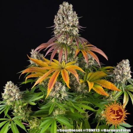 Sour Diesel | Feminized | Barney's Farm Seeds