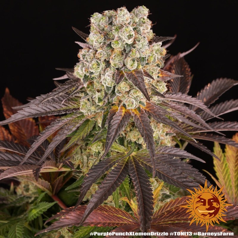 Purple Punch X Lemon Drizzle | Feminized | Barney's Farm Seeds