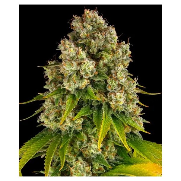 Cheese | Barney's Farm Seeds | Autoflower