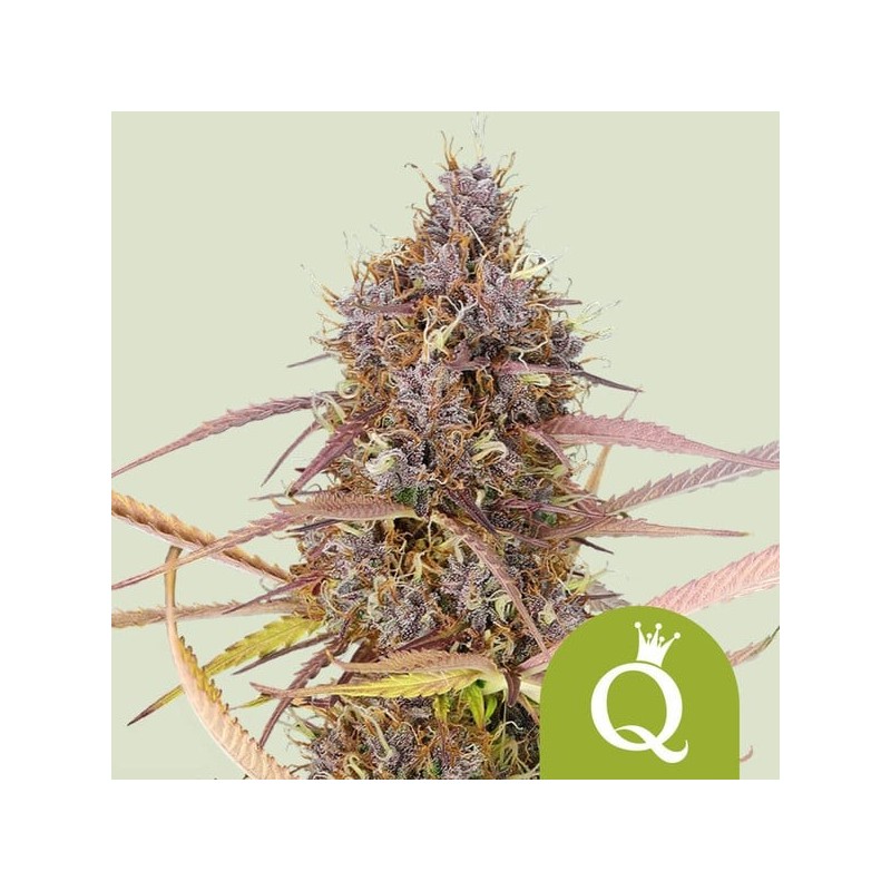 Purple Queen | Autoflowering | Royal Queen Seeds