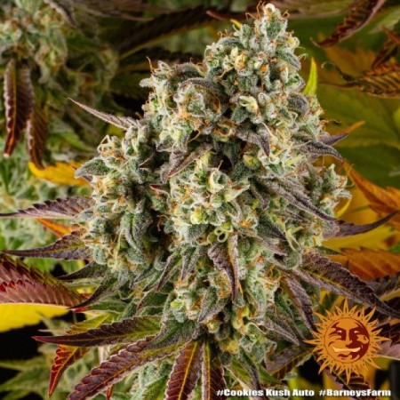 Cookies Kush | Autoflower | Barney's Farm Seeds