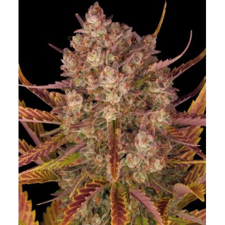 Dos Si Dos | Autoflower | Barney's Farm Seeds