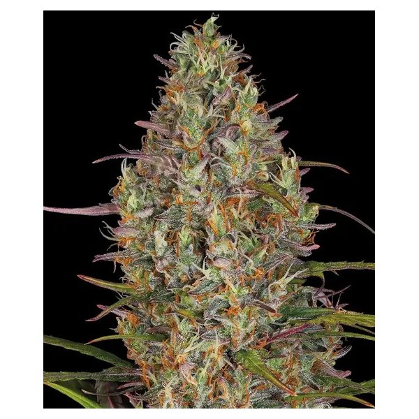 Glue Gelato | Barney's Farm Seeds | Autoflower