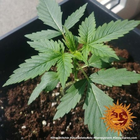 Glue Gelato | Autoflower | Barney's Farm Seeds