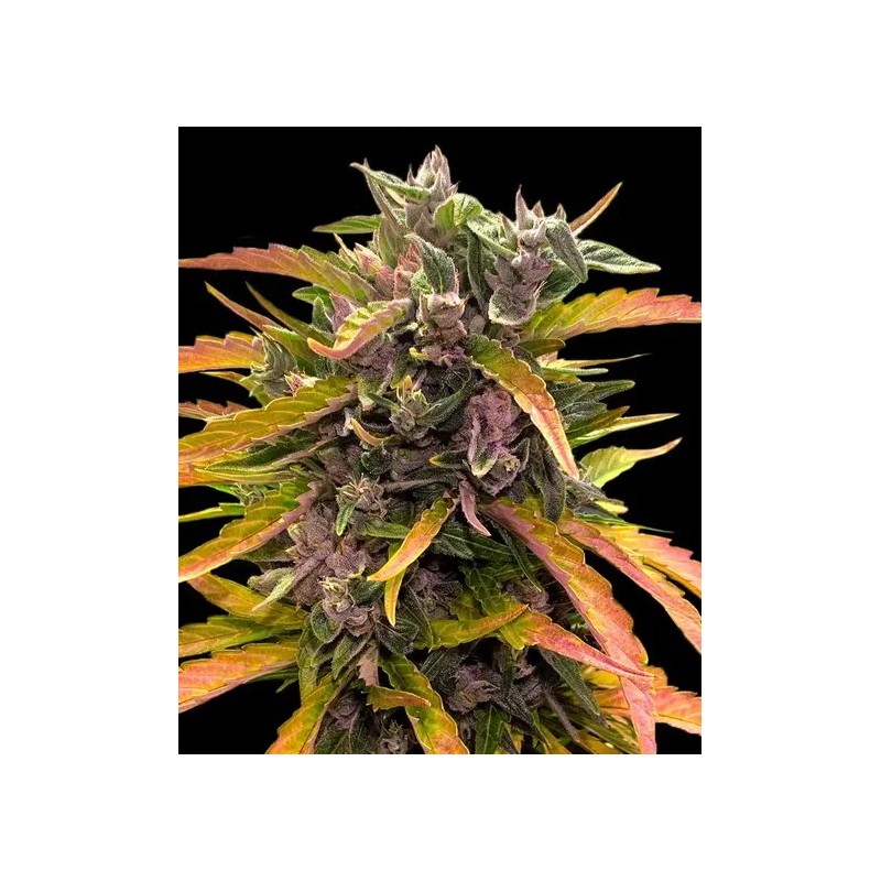 Gorilla Glue | Autoflower | Barney's Farm Seeds