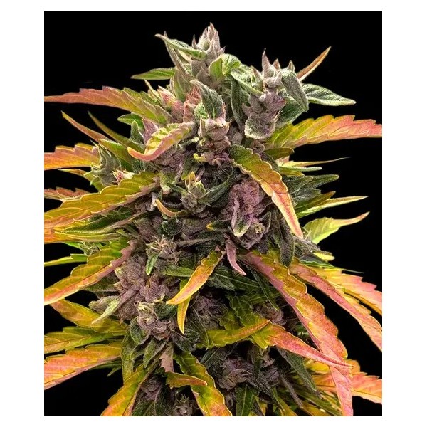 Gorilla Glue | Barney's Farm Seeds | Autoflower