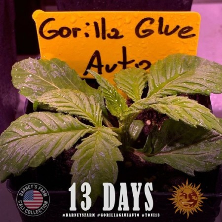 Gorilla Glue | Autoflower | Barney's Farm Seeds