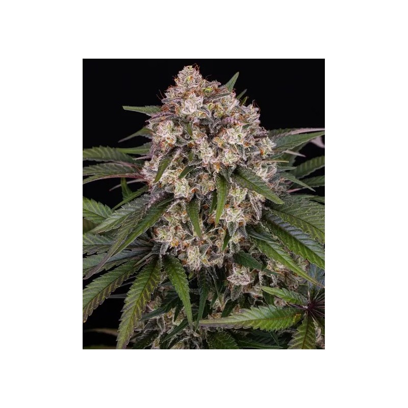 OG Kush | Autoflower | Barney's Farm Seeds