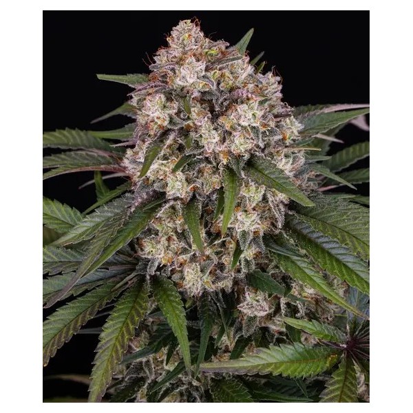 OG Kush | Barney's Farm Seeds | Autoflower