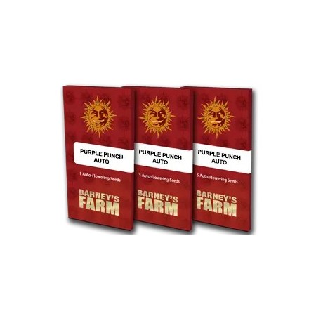 Purple Punch | Autoflower | Barney's Farm Seeds