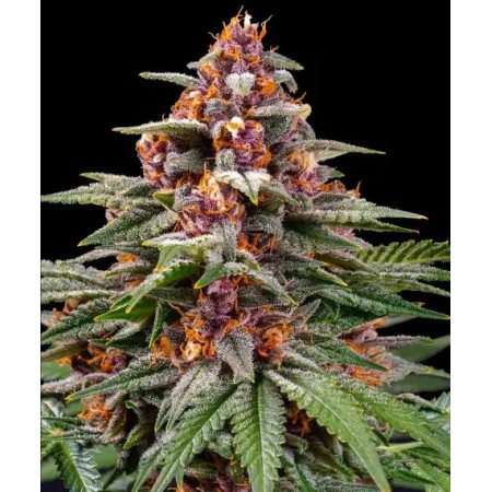 Runtz | Autoflower | Barney's Farm Seeds