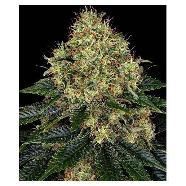 Skywalker OG | Barney's Farm Seeds | Autoflower