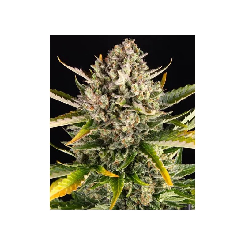 Strawberry Cheesecake | Autoflower | Barney's Farm Seeds