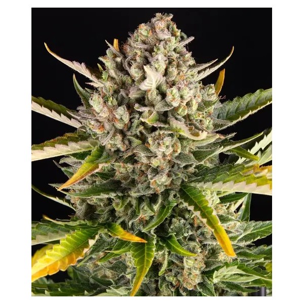 Strawberry Cheesecake | Barney's Farm Seeds | Autoflower