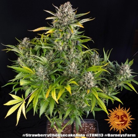 Strawberry Cheesecake | Autoflower | Barney's Farm Seeds