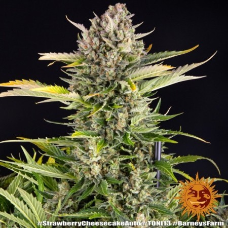 Strawberry Cheesecake | Autoflower | Barney's Farm Seeds