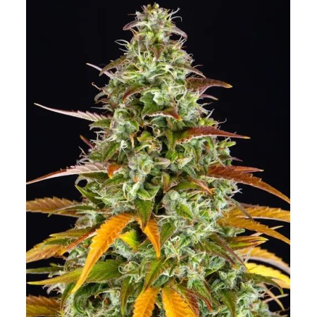 Watermelon Zkittlez | Autoflower | Barney's Farm Seeds