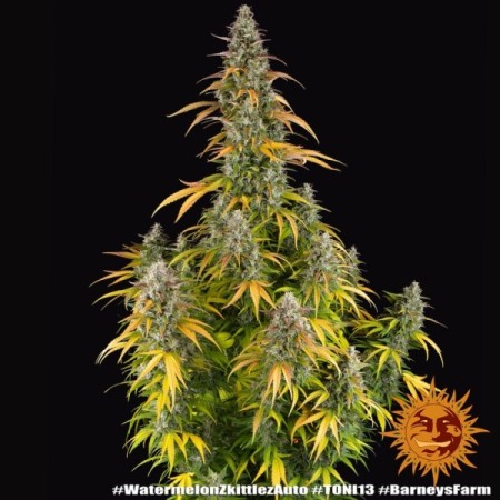 Watermelon Zkittlez | Autoflower | Barney's Farm Seeds