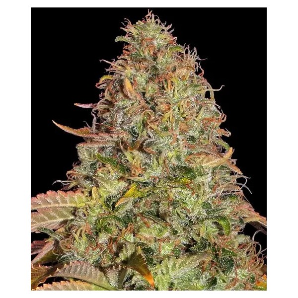 Zkittlez OG | Barney's Farm Seeds | Autoflower